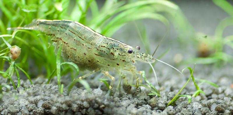 amano2-jpg