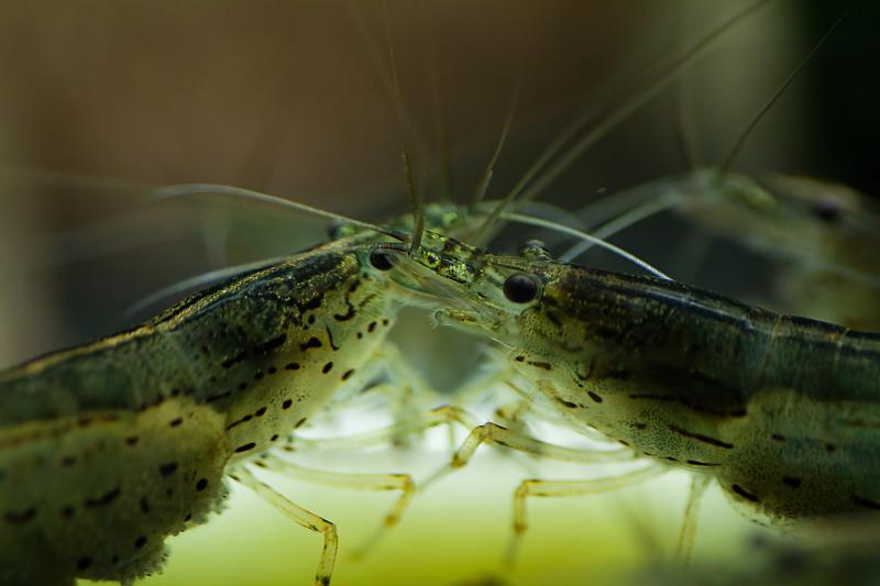 amano3-jpg