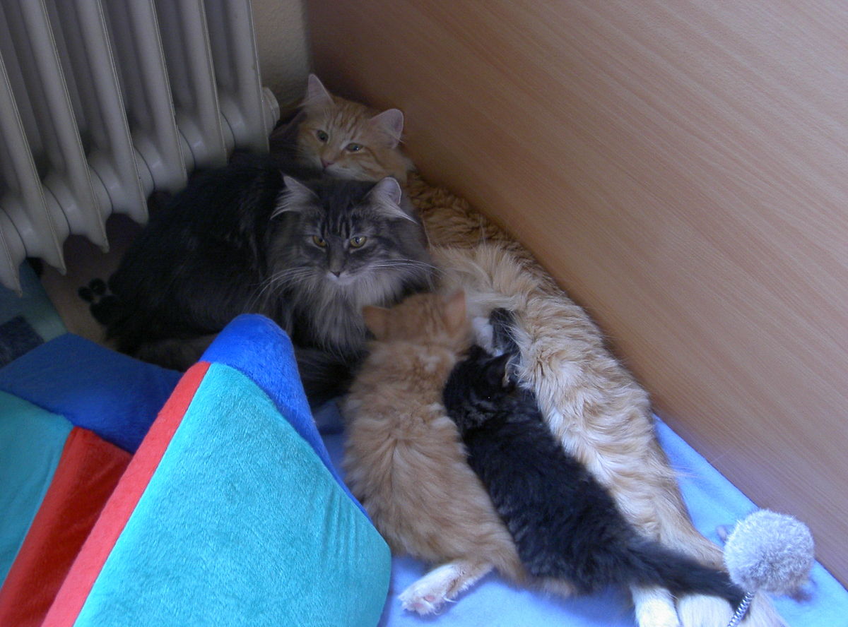 firefox_001