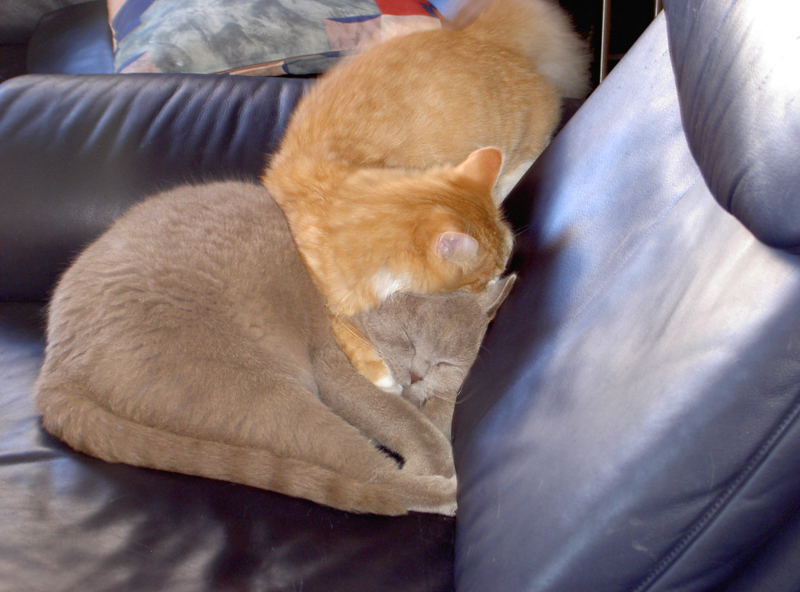 firefox_08