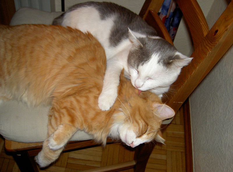 firefox_13