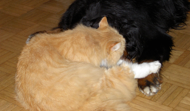 firefox_27