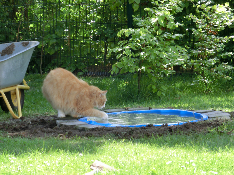 firefox_37