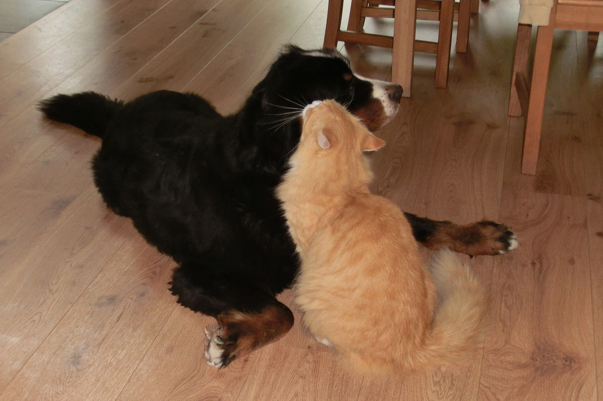 firefox_45