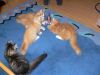 firefox_006