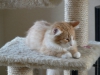 firefox_03