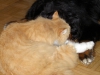 firefox_27