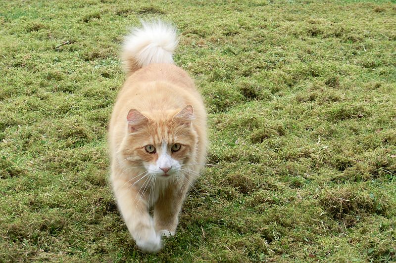 Firefox