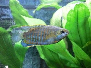 Dicklippiger Fadenfisch Männchen