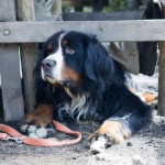 Aufmerksam lauscht er auf der Alm der Musik.