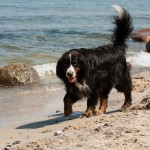 An der Ostsee auf Rügen