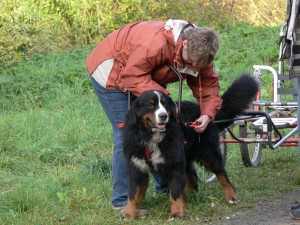 Und nun der Versuch, es allein zu machen: Hugo wird am Sacco eingespannt.