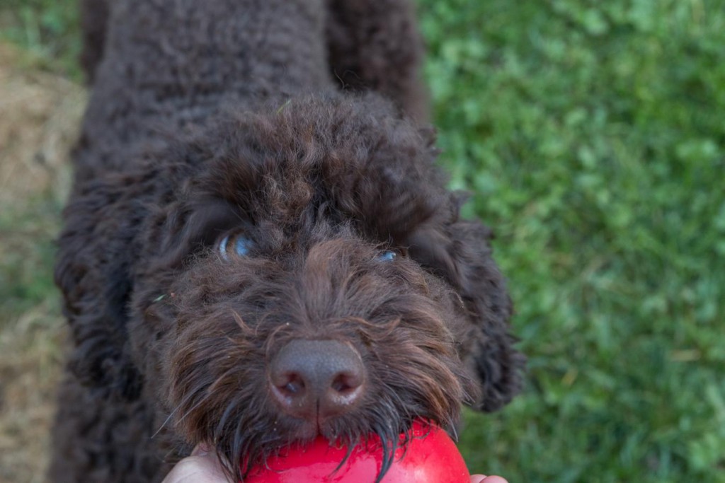 Das ist mein Ball!